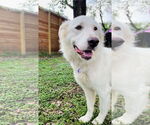 Small #1 Great Pyrenees