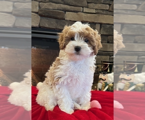 Medium Photo #2 Cavapoo Puppy For Sale in NOBLESVILLE, IN, USA