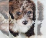 Small Photo #19 Aussiedoodle Miniature  Puppy For Sale in STAFFORD, VA, USA