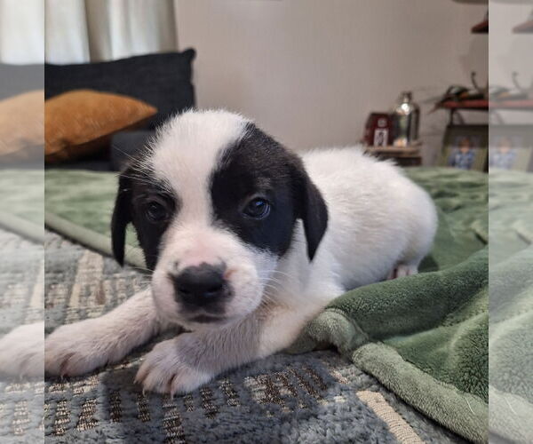 Medium Photo #2 Border Collie-Unknown Mix Puppy For Sale in Wakefield, RI, USA