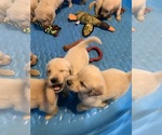 Small Photo #3 Golden Retriever Puppy For Sale in LAKE GEORGE, NY, USA