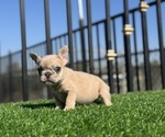 Small #20 French Bulldog