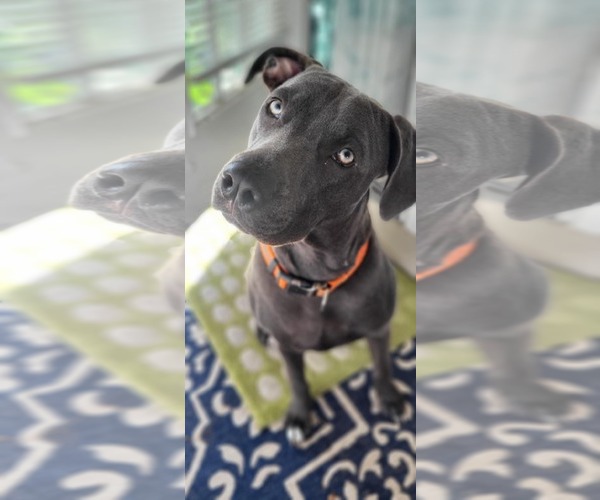 Medium Photo #9 American Pit Bull Terrier-German Shepherd Dog Mix Puppy For Sale in Tampa, FL, USA