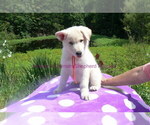 Small #6 German Shepherd Dog