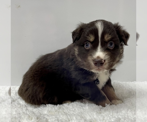 Medium Photo #15 Australian Shepherd Puppy For Sale in NEOSHO, MO, USA