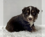 Small Photo #15 Australian Shepherd Puppy For Sale in NEOSHO, MO, USA