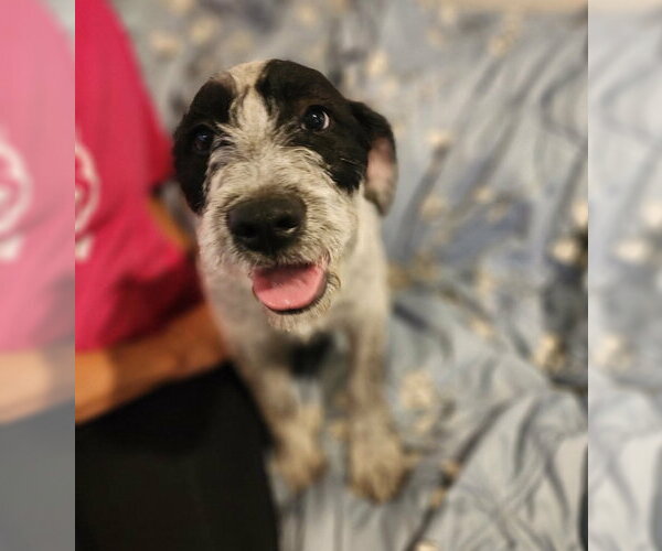 Medium Photo #5 Mutt Puppy For Sale in Grafton, WI, USA