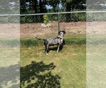 Small #8 Black and Tan Coonhound-Catahoula Leopard Dog Mix