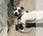 Small #2 American Pit Bull Terrier Mix