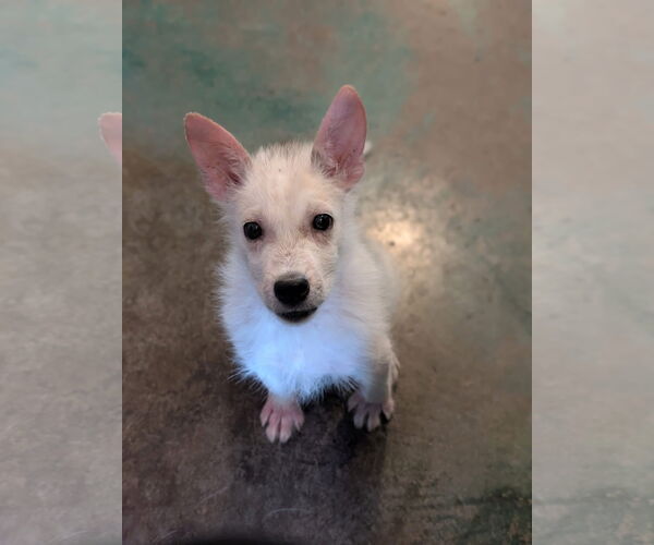 Medium Photo #1 Huskies -Unknown Mix Puppy For Sale in Overland Park, KS, USA