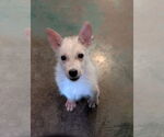 Small Huskies  Mix