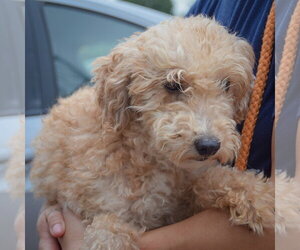 Queenie - Female Golden Retriever-Unknown Mix Dog for Adoption - Photo #3