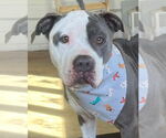 Small #8 American Pit Bull Terrier Mix