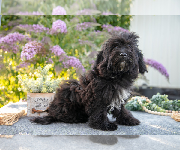 Medium Photo #1 Poovanese Puppy For Sale in CAPAC, MI, USA