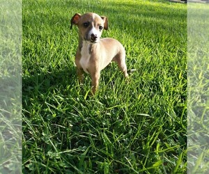 Italian Greyhound Puppy for sale in ALTON, IL, USA