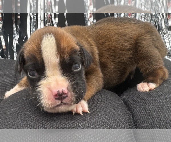 Medium Photo #3 Boxer Puppy For Sale in PAWNEE CITY, NE, USA
