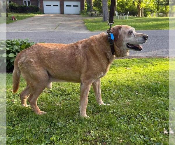 Medium Photo #4 Labrador Retriever Puppy For Sale in Rootstown, OH, USA