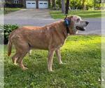 Small #3 Labrador Retriever