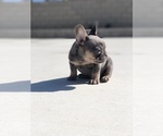 Small Photo #6 French Bulldog Puppy For Sale in BLOOMINGTON, CA, USA