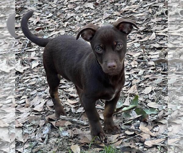 Medium Photo #2 Dachshund-Unknown Mix Puppy For Sale in Yardley, PA, USA