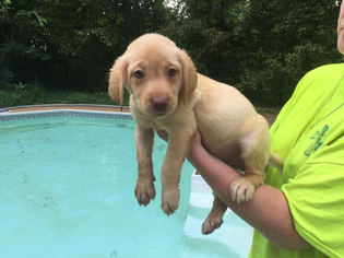 Labrador Retriever Puppy for sale in SOMERVILLE, TN, USA
