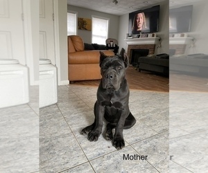 Mother of the Cane Corso puppies born on 02/06/2022