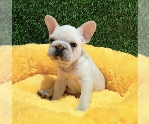 Medium Photo #8 French Bulldog Puppy For Sale in ANCHORAGE, AK, USA