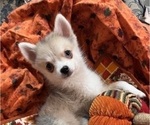 Small #6 Pomsky