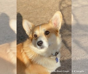 Father of the Pembroke Welsh Corgi puppies born on 05/30/2022