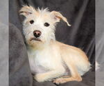 Small #3 Mutt