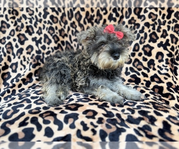 Medium Photo #3 Schnauzer (Miniature) Puppy For Sale in LAKELAND, FL, USA