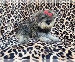 Small #2 Schnauzer (Miniature)