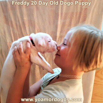 Medium Photo #70 Dogo Argentino Puppy For Sale in JANE, MO, USA