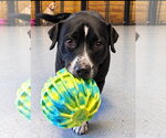 Roscoe *Help! I need a foster home!* - Male Labrador Retriever-Unknown Mix Dog for Adoption - Small photo
