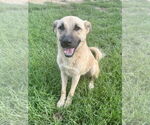 Small #3 German Shepherd Dog Mix