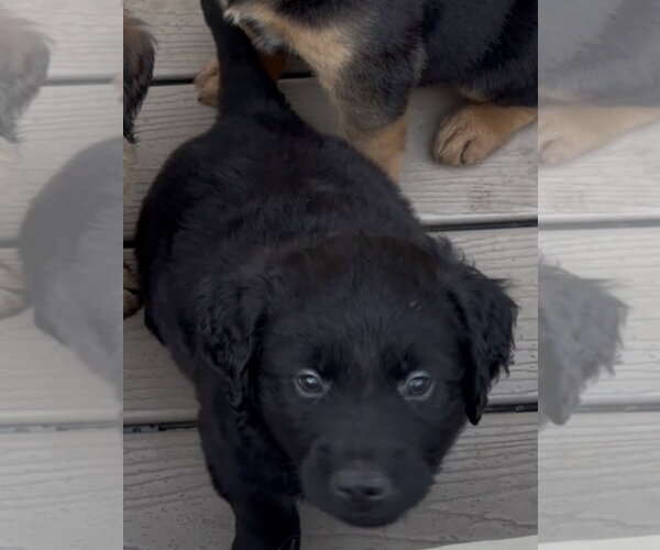 Medium Photo #3 Golden Labrador Puppy For Sale in Plainfield, IL, USA