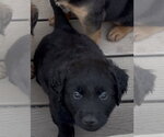 Small #2 Golden Labrador