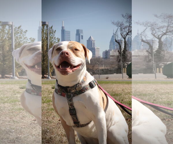 Medium Photo #13 Mutt Puppy For Sale in Philadelphia, PA, USA