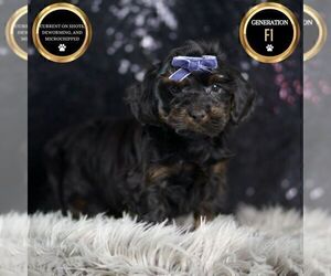 Medium YorkiePoo