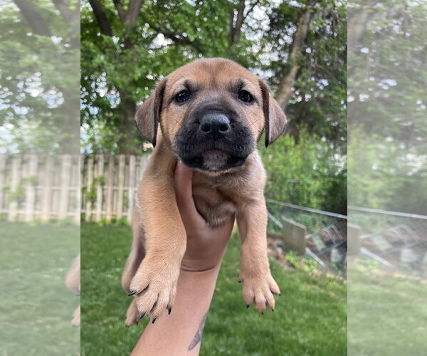 Medium Photo #3 Labrador Retriever-Unknown Mix Puppy For Sale in Derwood, MD, USA