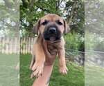 Small #2 Labrador Retriever Mix