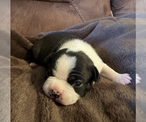 Medium Photo #1 Boston Terrier Puppy For Sale in GARFIELD, AR, USA