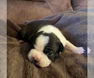 Boston Terrier Puppy for Sale in GARFIELD, Arkansas USA