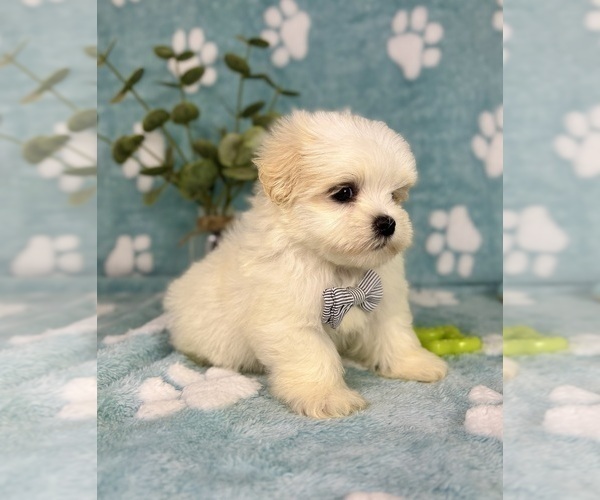 Medium Photo #3 Mal-Shi Puppy For Sale in NOBLESVILLE, IN, USA