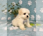Small #2 Mal-Shi