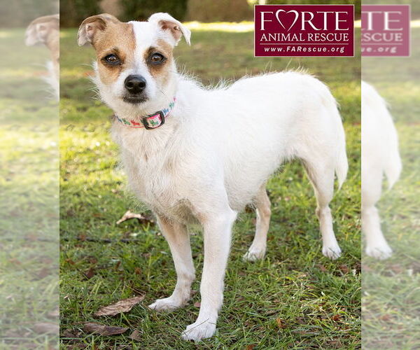Medium Photo #2 Jack Chi Puppy For Sale in Marina del Rey, CA, USA