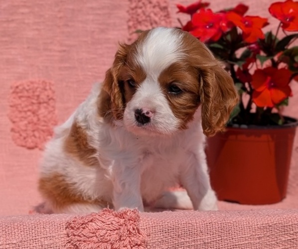 Medium Photo #27 Cavalier King Charles Spaniel Puppy For Sale in GOSHEN, IN, USA