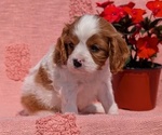 Small Photo #27 Cavalier King Charles Spaniel Puppy For Sale in GOSHEN, IN, USA