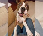Small #14 American Pit Bull Terrier Mix