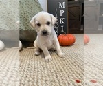 Puppy red Labrador Retriever